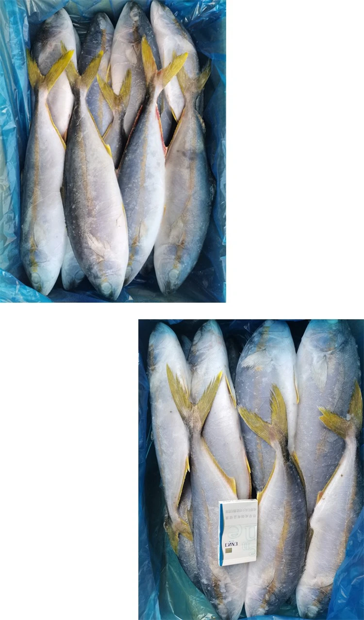 yellowtail-fish yellowtail-fish