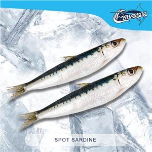 Spot Sardina