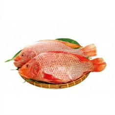 tilapia roja