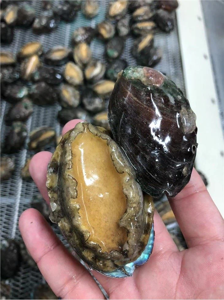 Abulón Shell-on congelado