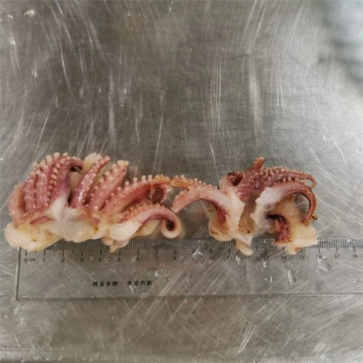 Frozen Small Squid Head Tentacle