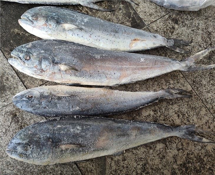 Seafrozen Mahi Mahi