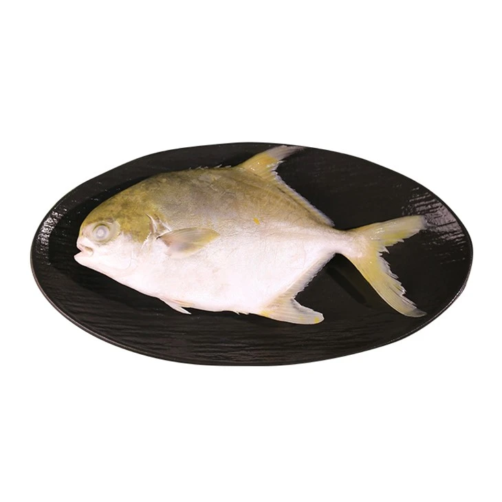 Palometa dorada de cultivo
