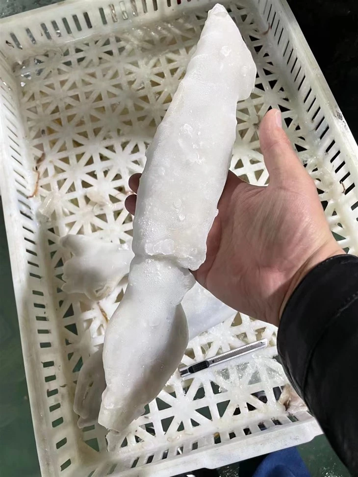 Frozen Illex Squid IQF