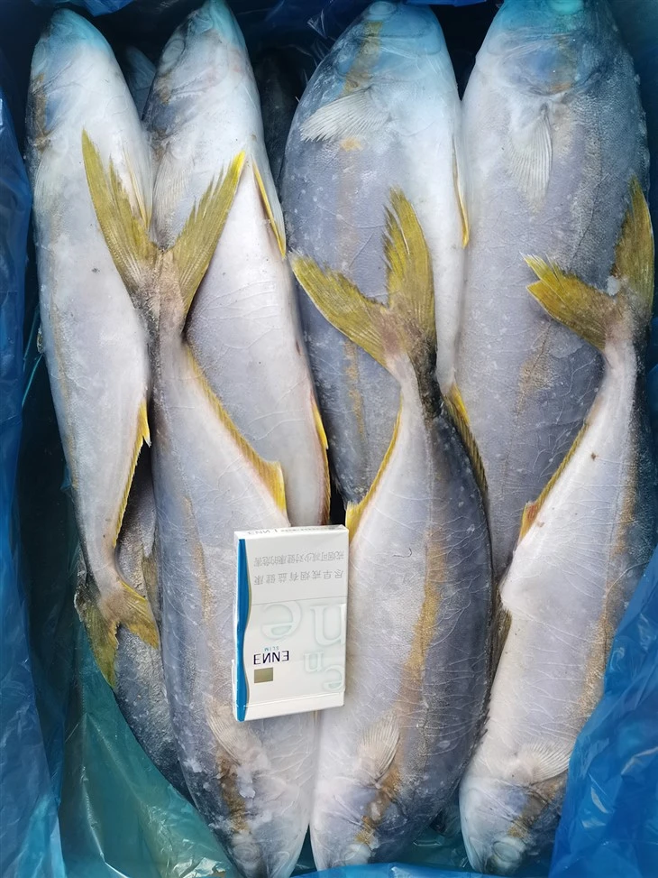 Frozen Yellowtail Amberjack