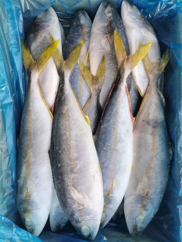 Frozen Yellowtail Amberjack