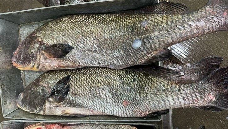 Frozen Brown Croaker Gutted