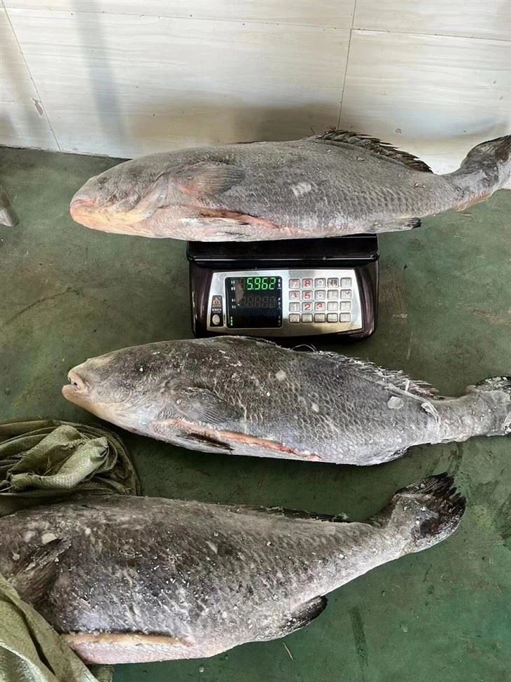 Frozen Brown Croaker Gutted