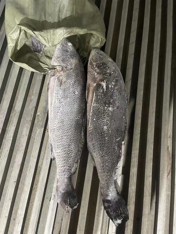 Frozen Brown Croaker Gutted
