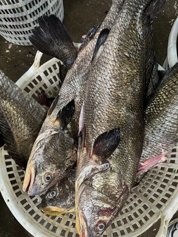 Frozen Brown Croaker Gutted