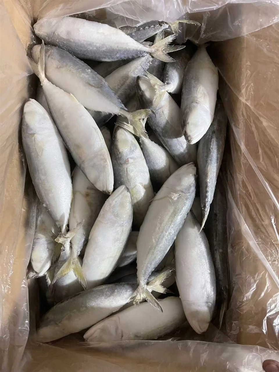 Frozen Indian Mackerel WR