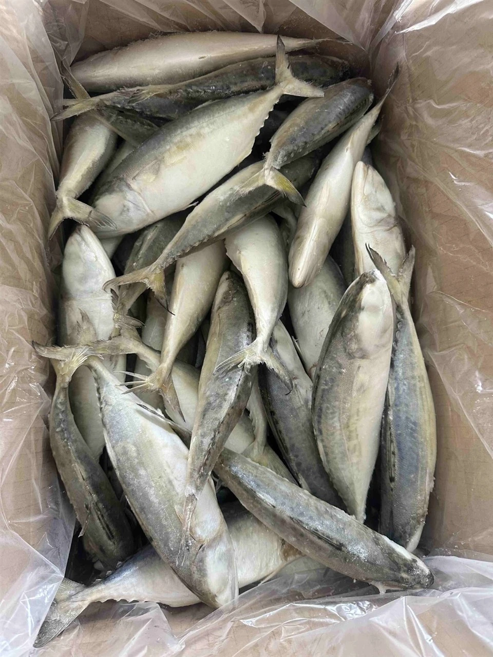Frozen Indian Mackerel WR