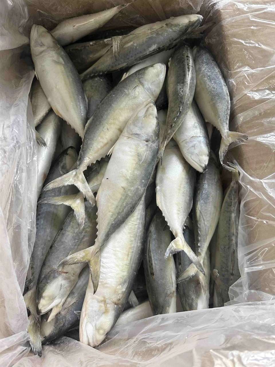 Frozen Indian Mackerel WR