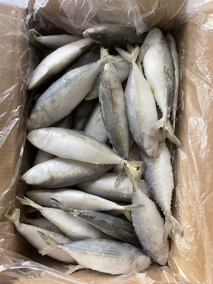 Frozen Jawes Mackerel high quality