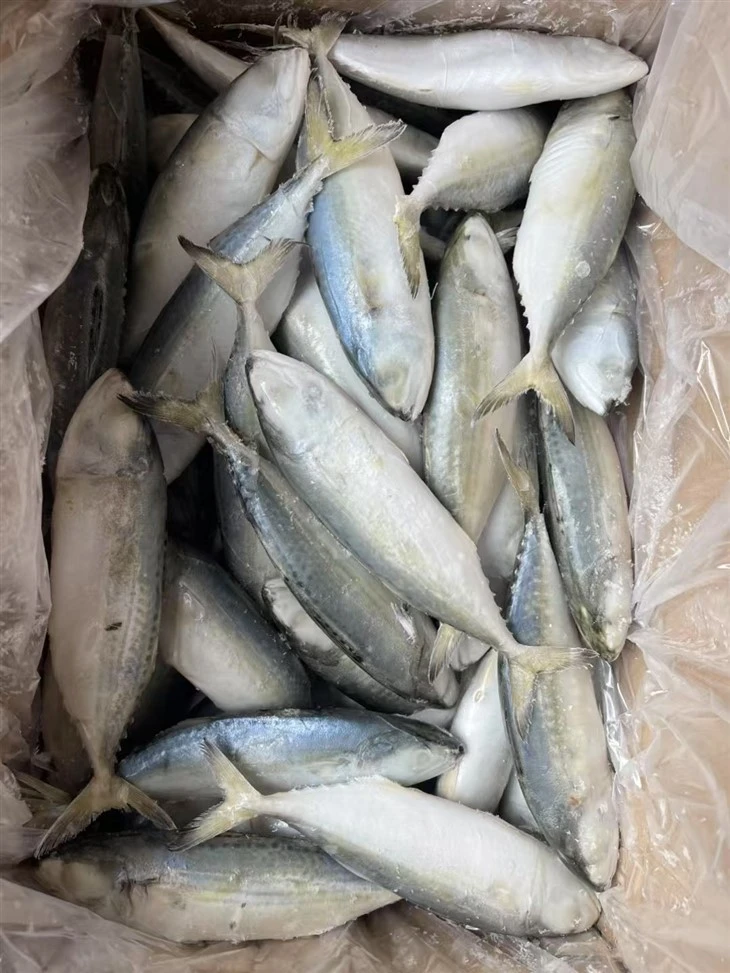 Frozen Jawes Mackerel best