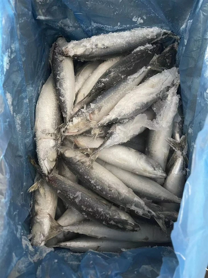 Frozen Mackerel Fish