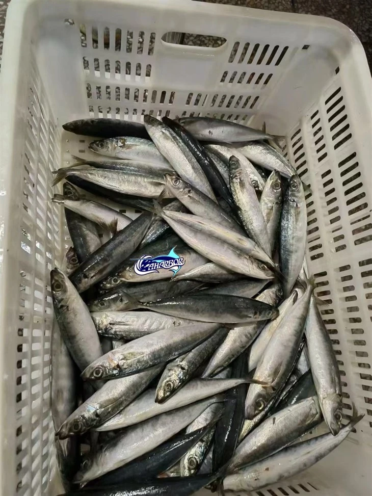 Frozen Muroaji Scad high quality