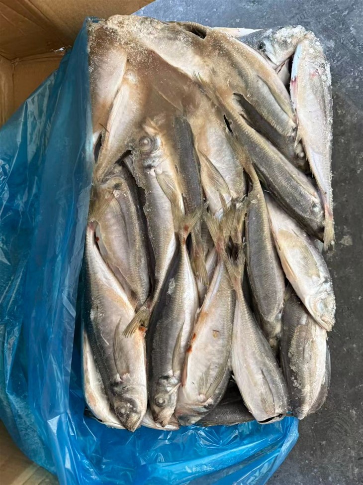 Frozen Trachurus Japonicus Fish high quality