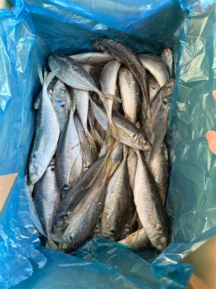 Frozen Trachurus Japonicus Fish suppliers