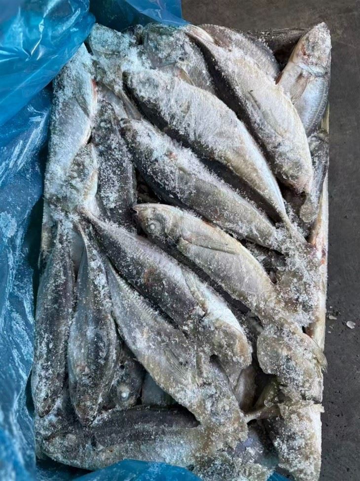 Frozen Trachurus Japonicus Fish factory