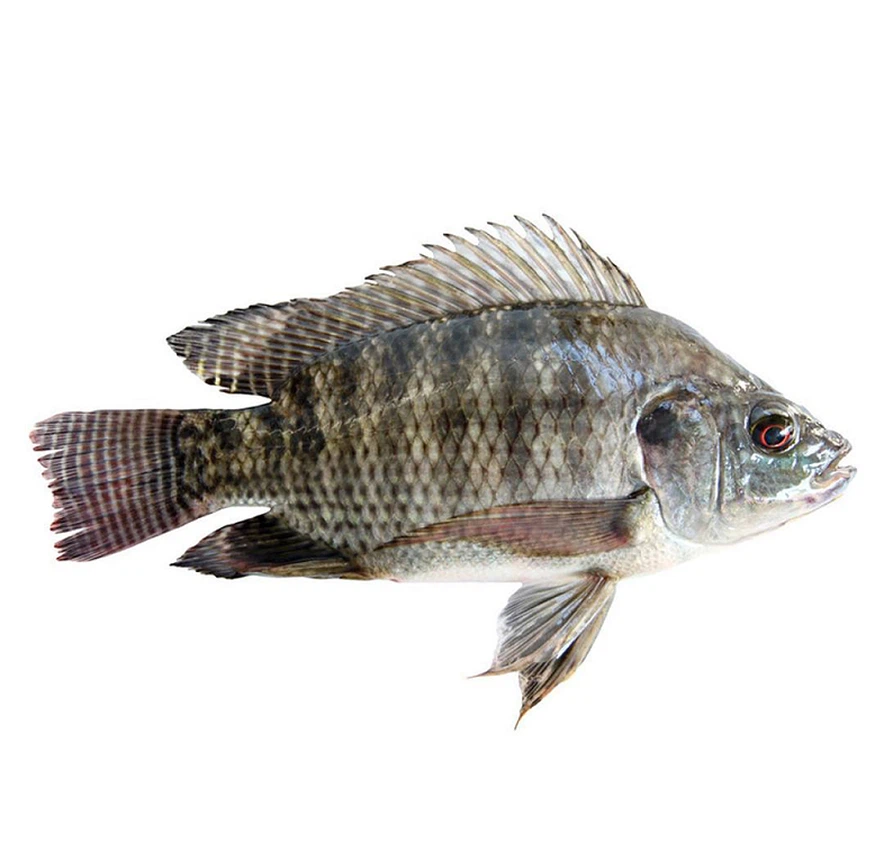 77c6a7efce1b9d16cf63dd95cd9118828d54647ewebp 77c6a7efce1b9d16cf63dd95cd9118828d54647ewebp