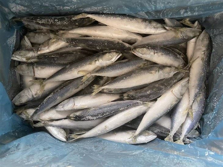 Seafood And Landfrozen Whole Round For Frozen Pacific Mackerel