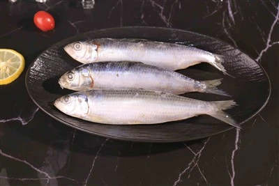 Proveedor de sardinella congelado