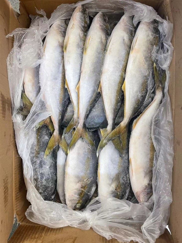 The Health Benefits Of Frozen Yellow Tail Fish